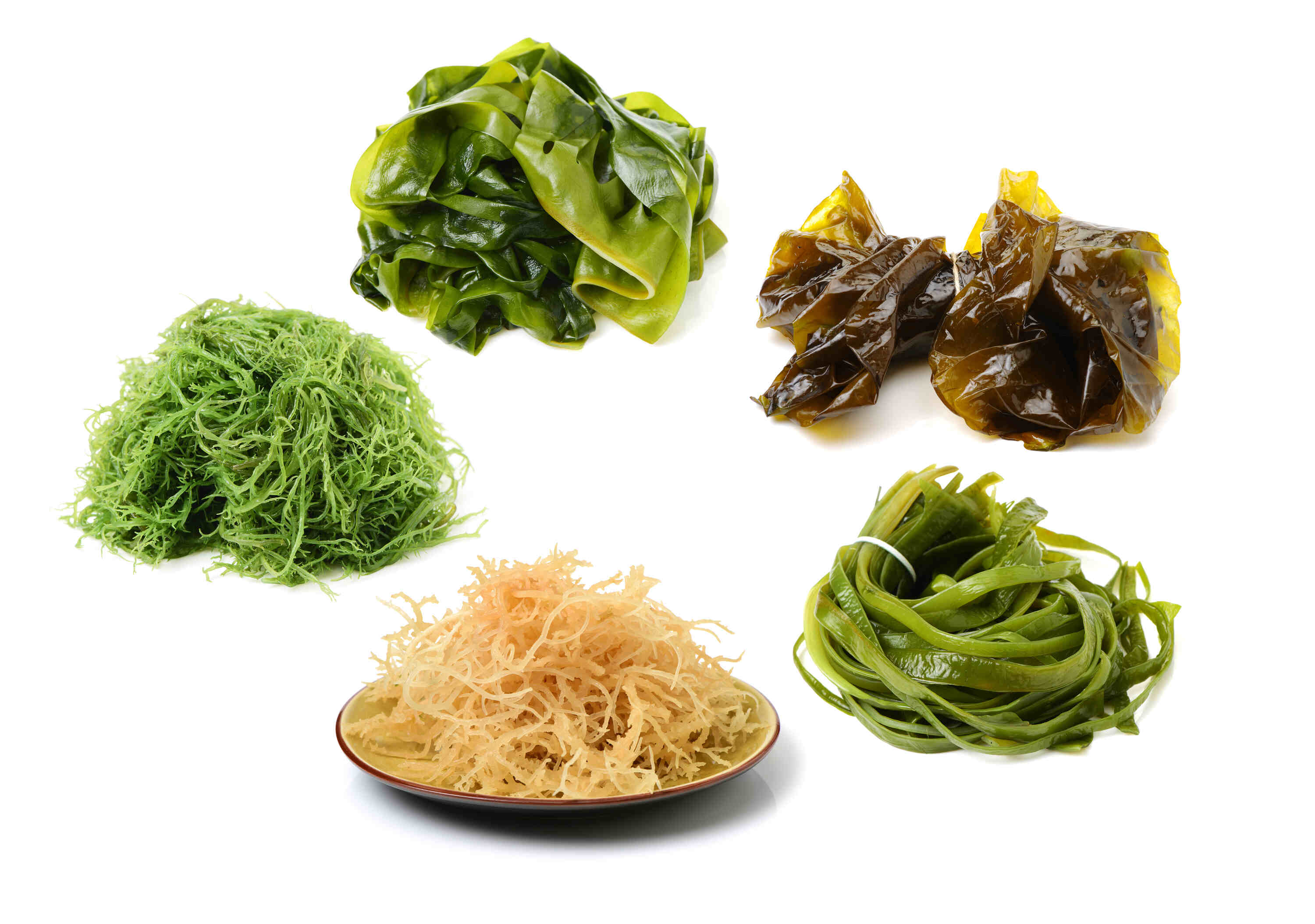 kelp, wakame and other seaweeds&nbsp;