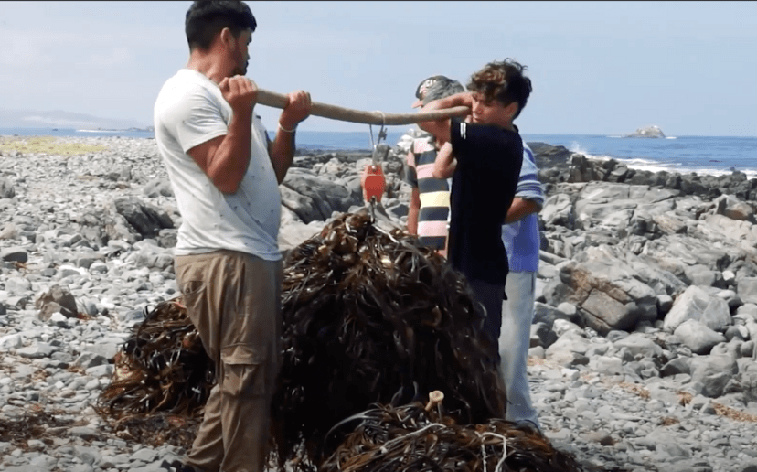 Drift seaweed collected by local fishermen in Chile&nbsp; &nbsp; &nbsp; &nbsp; &nbsp; &nbsp; &nbsp; YouTube: Kimica Corporation