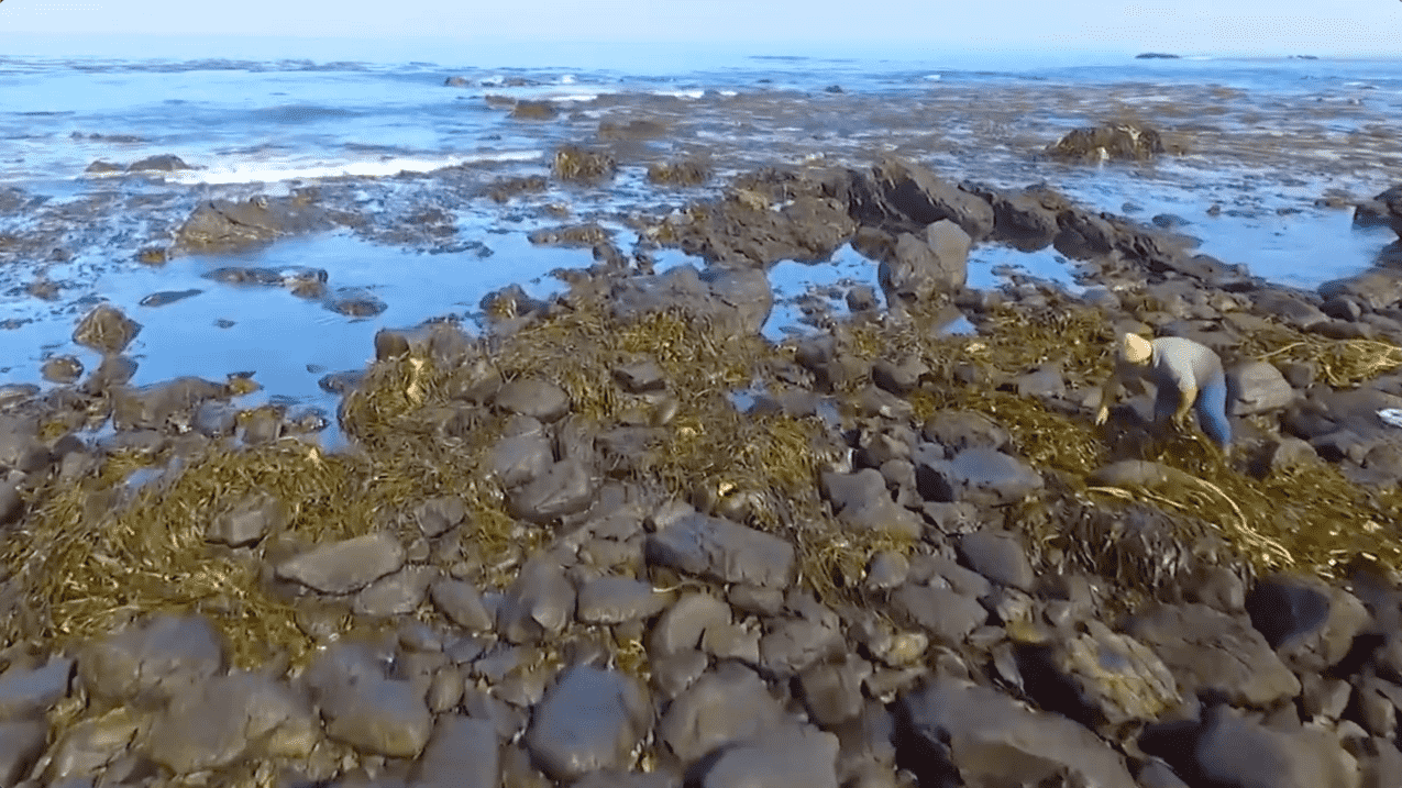 海岸に散らばる漂着海藻&nbsp; &nbsp; &nbsp; &nbsp; &nbsp; &nbsp; &nbsp; YouTube: KIMICA Corporation