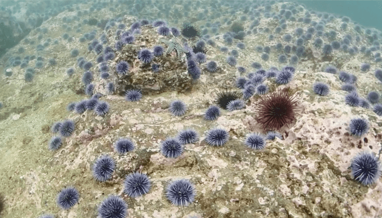 Sea urchins then fed on and damaged seaweed forests. &nbsp; &nbsp; &nbsp; &nbsp; &nbsp; &nbsp; &nbsp;YouTube:&nbsp;Urchinomics