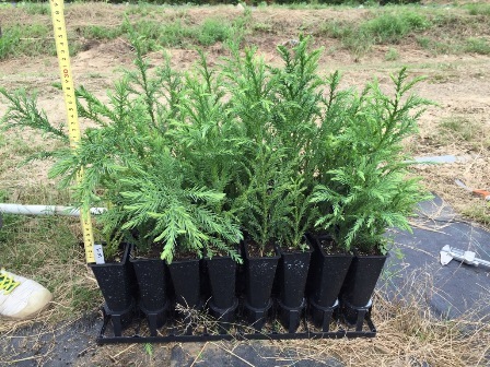 Cedar cuttings https://www.nipponpapergroup.com/csr/npg_esgdb2021_P19-21.pdf
