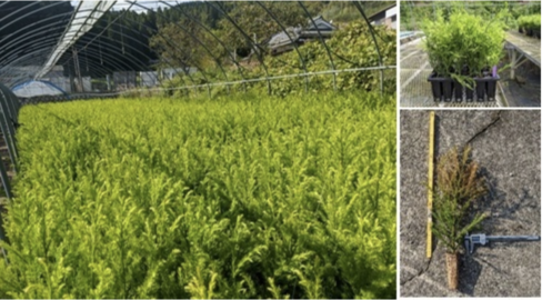 Elite trees nurtured by Nippon Paper Industries https://www.nipponpapergroup.com/