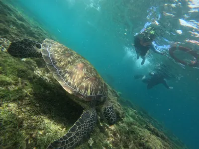 Apo Island, Dauin
