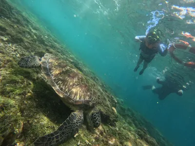 Apo Island, Dauin