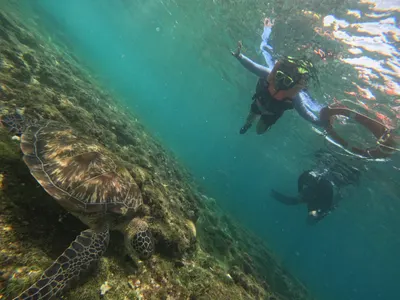 Apo Island, Dauin