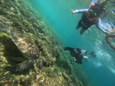 Apo Island, Dauin