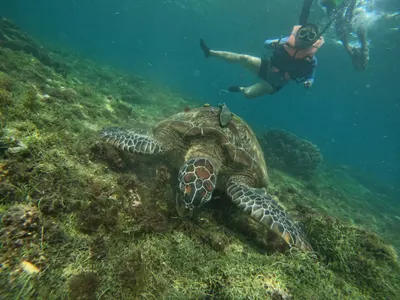 Apo Island, Dauin