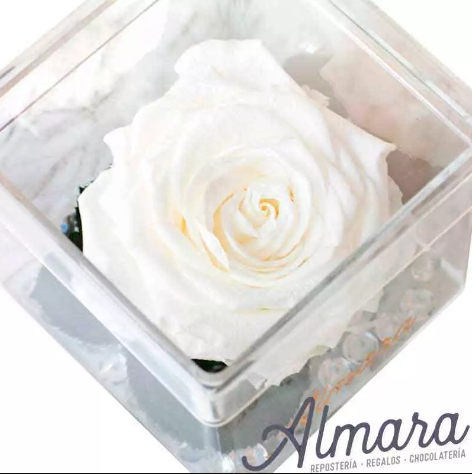 Rosa Perfect Blanca