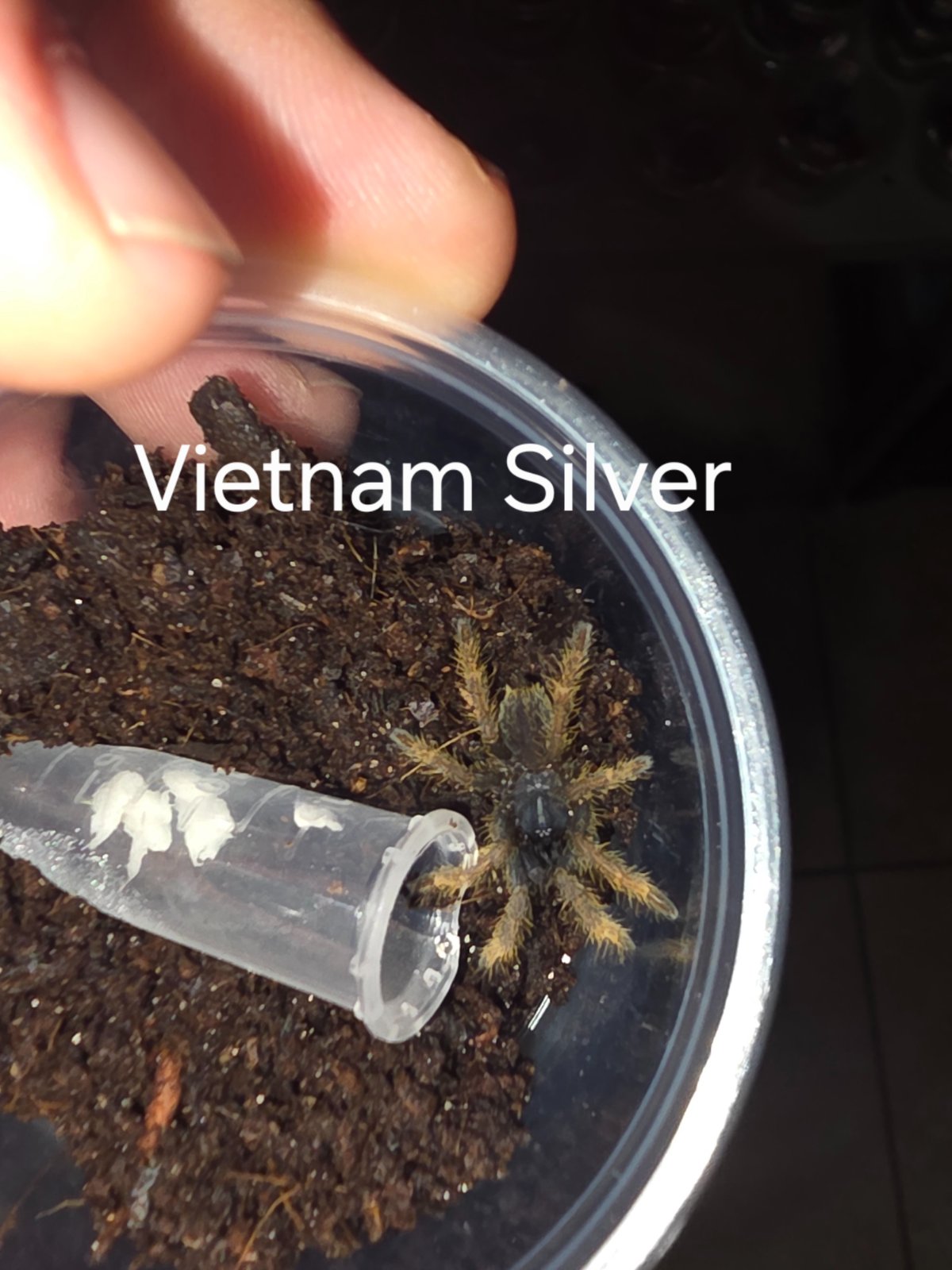 Vietnam Silver Sling