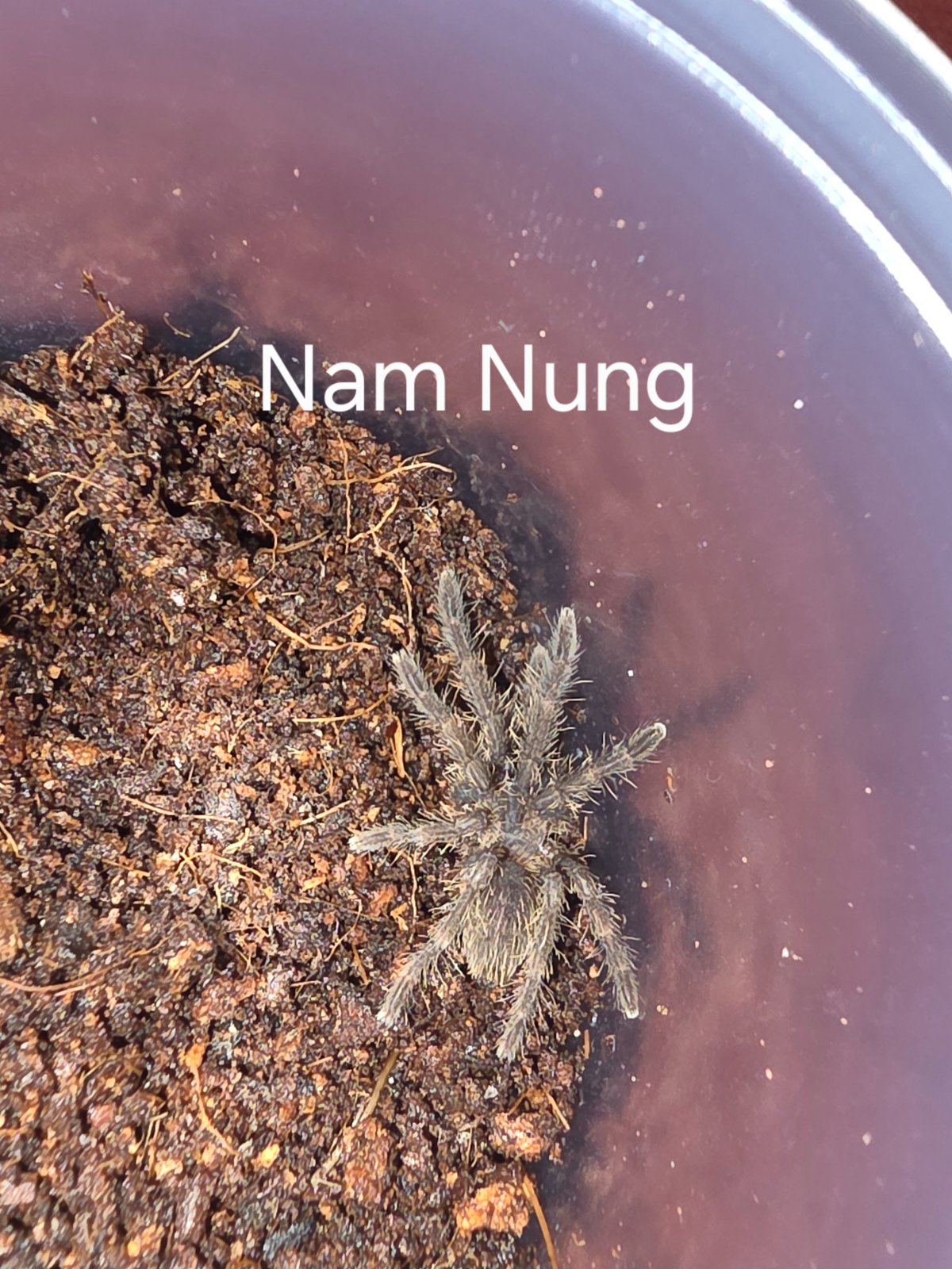 Nam Nung — photo 1