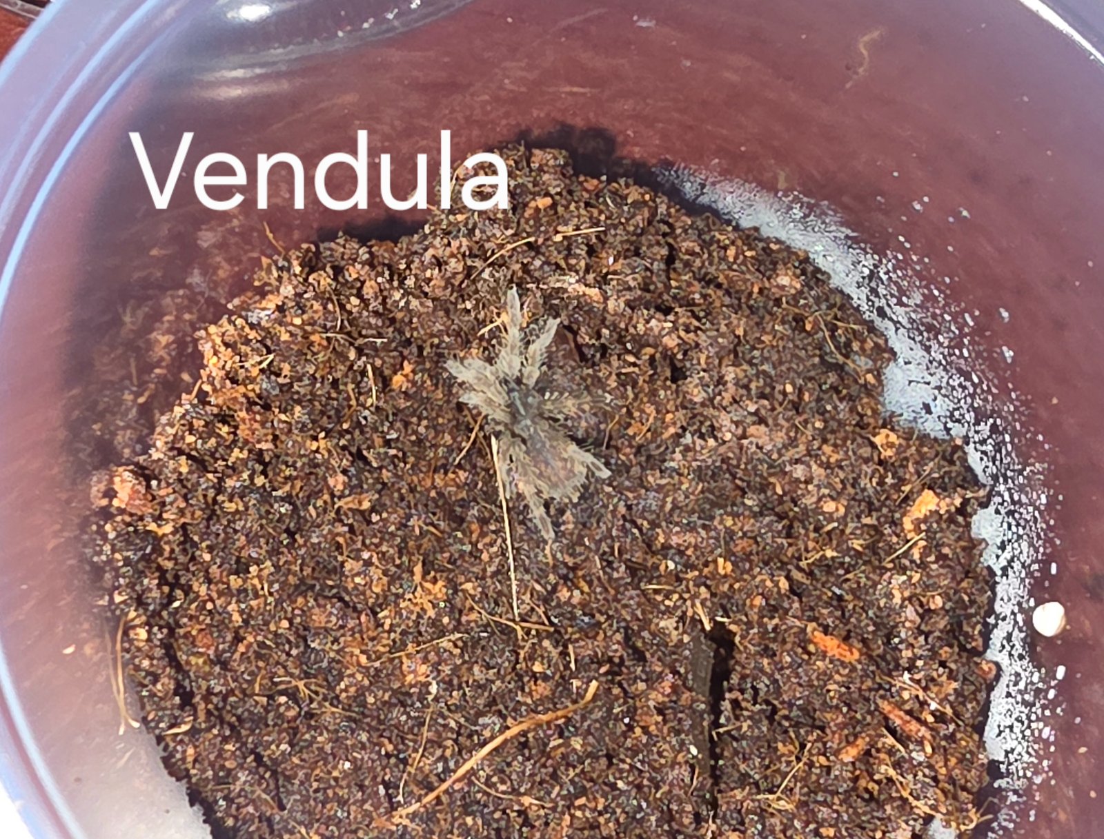 Vendula Earth Tiger Sling — photo 1