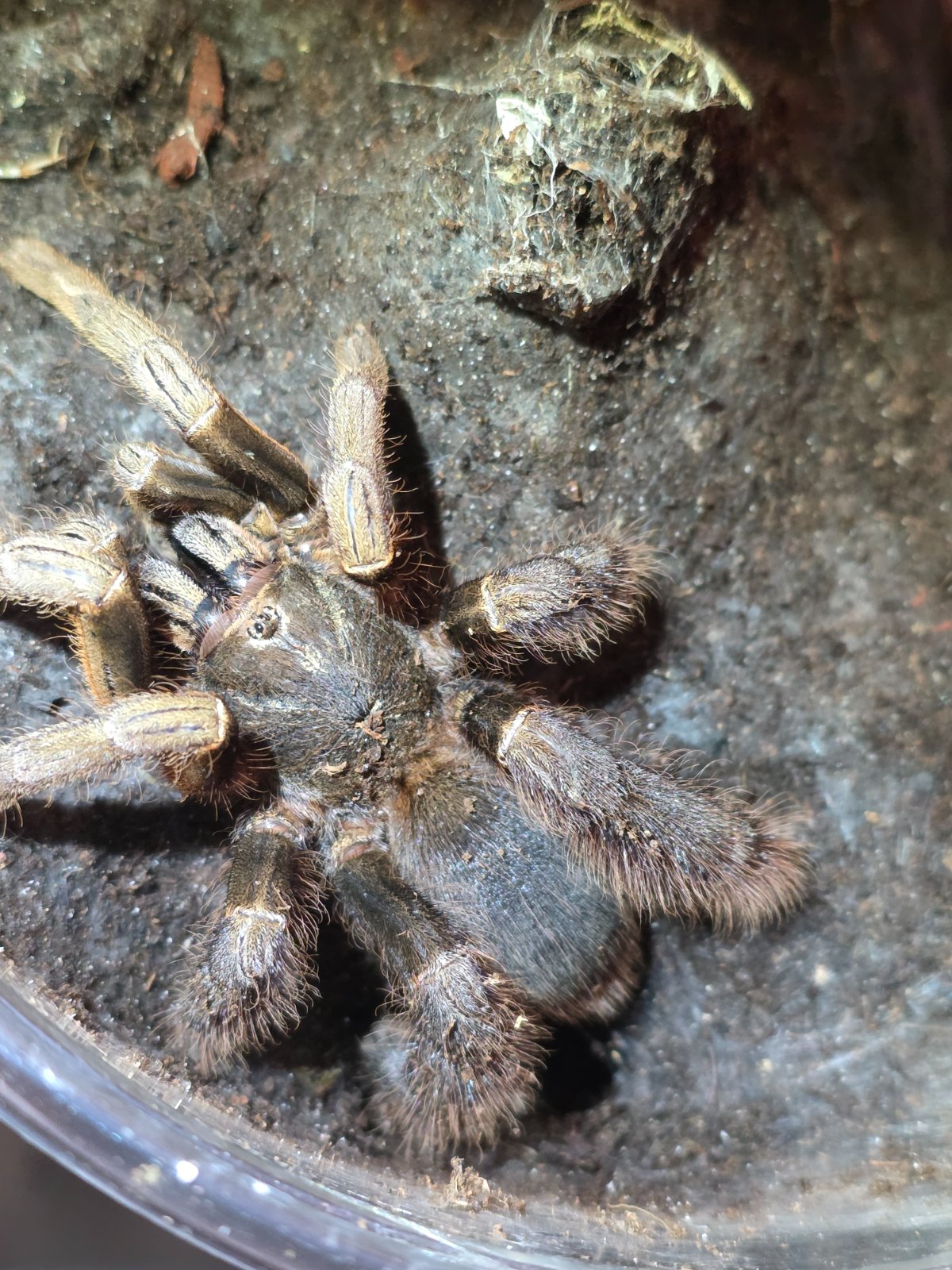 Vendula Earth Tiger Sling — photo 2