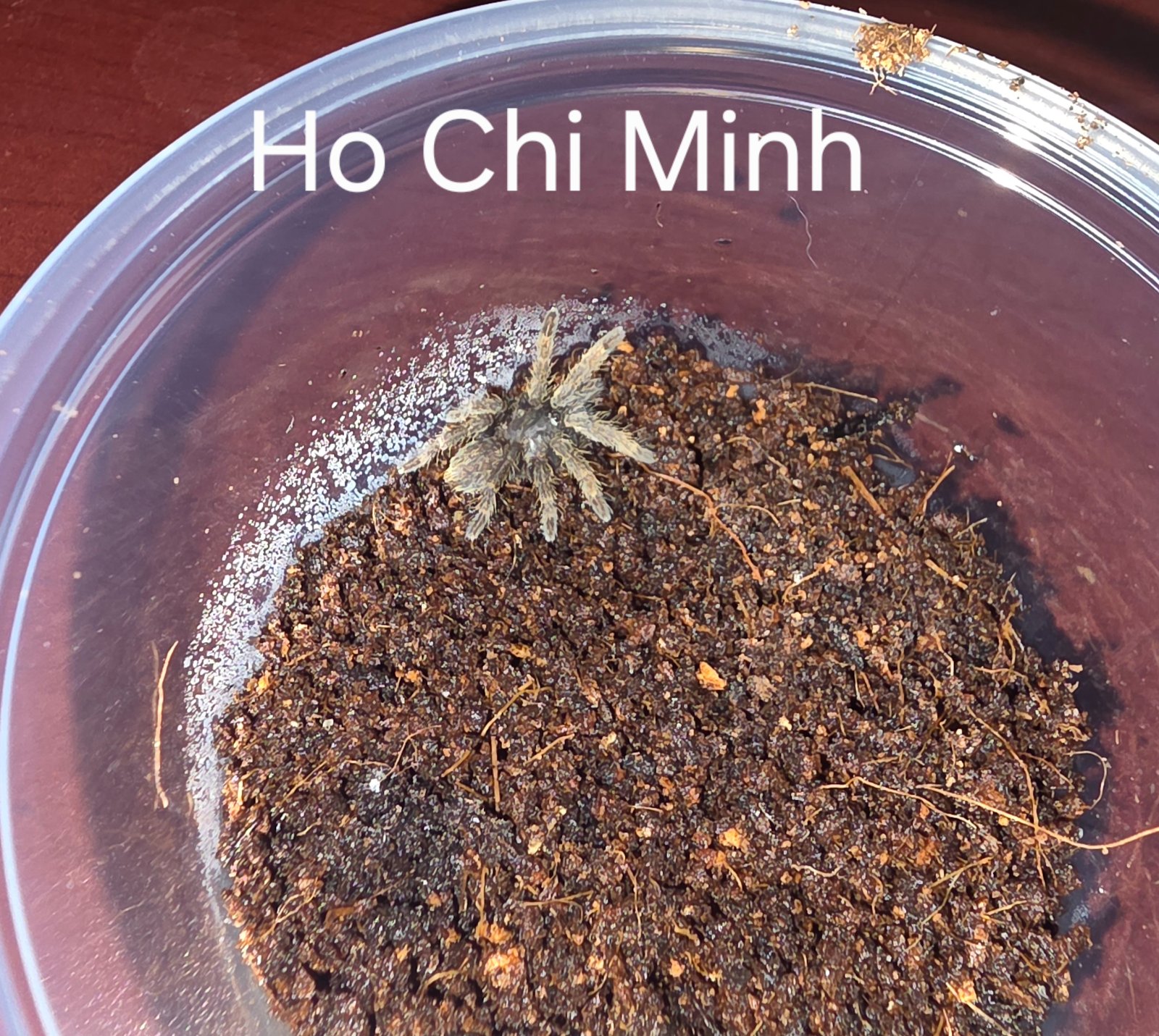 Ho Chi Mihn Earth Tiger Sling — photo 1