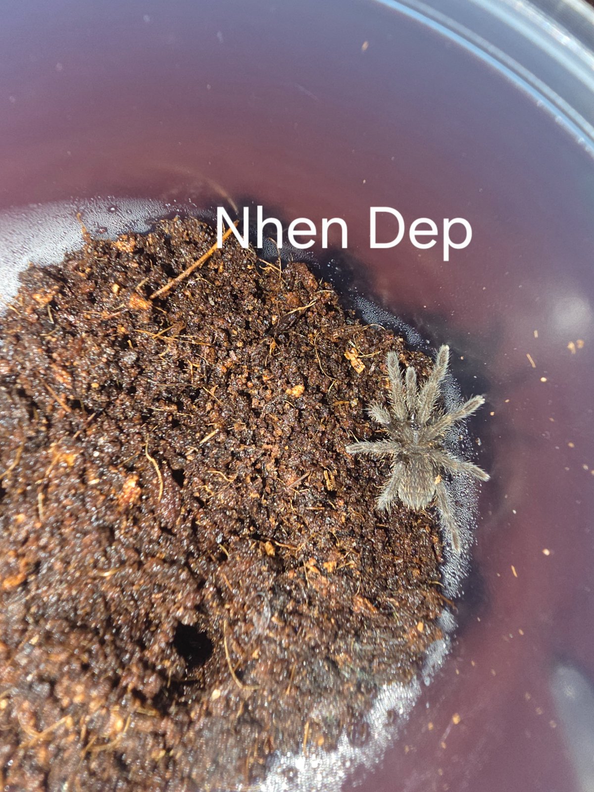 Nhen Dep Sling