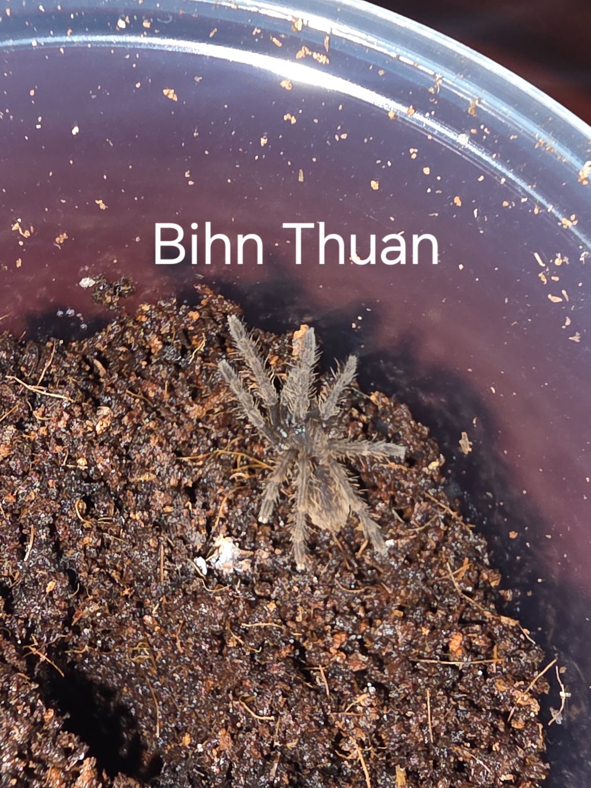 Bihn Thuan Earth Tuger — photo 1