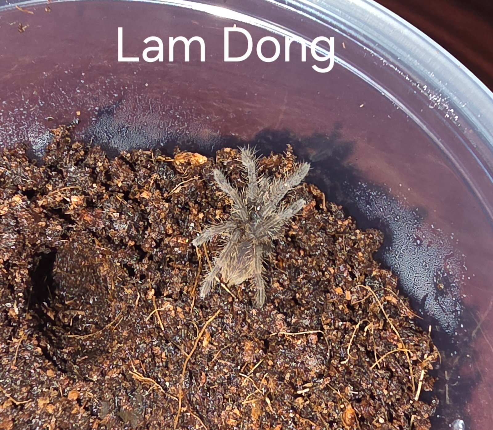 Lam Dong Earth Tiger — photo 1