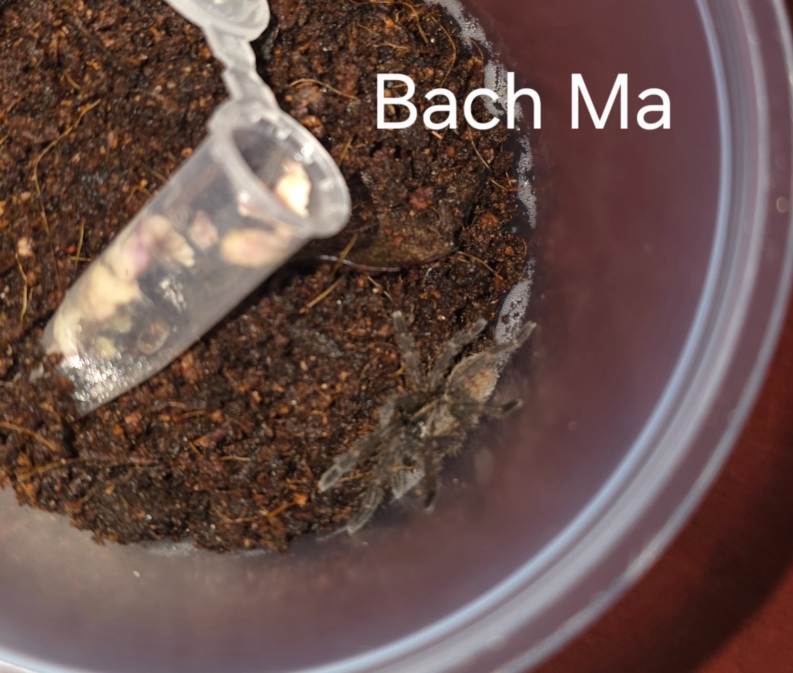 Bach Ma Sling