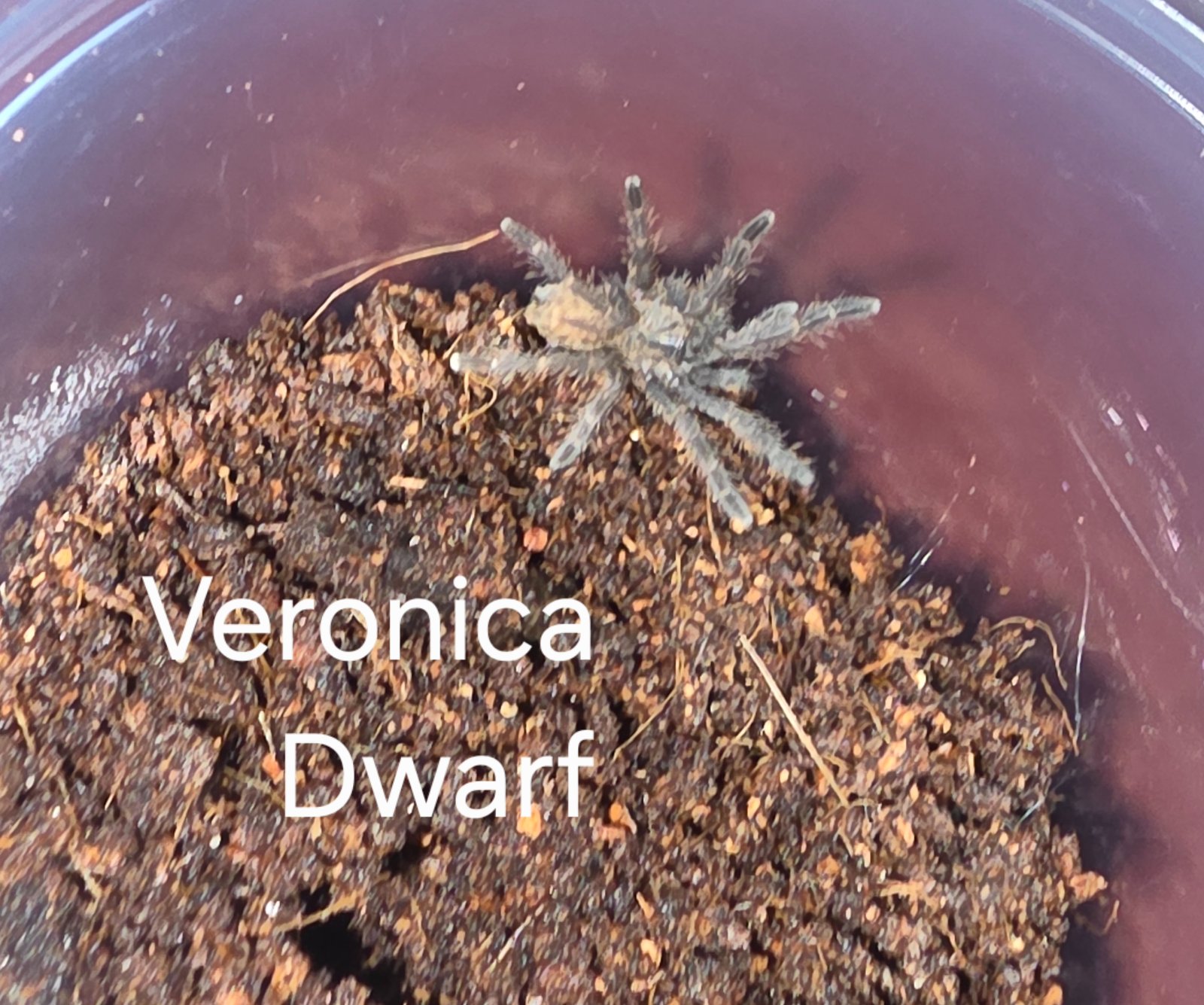 Veronica Dwarf Sling
