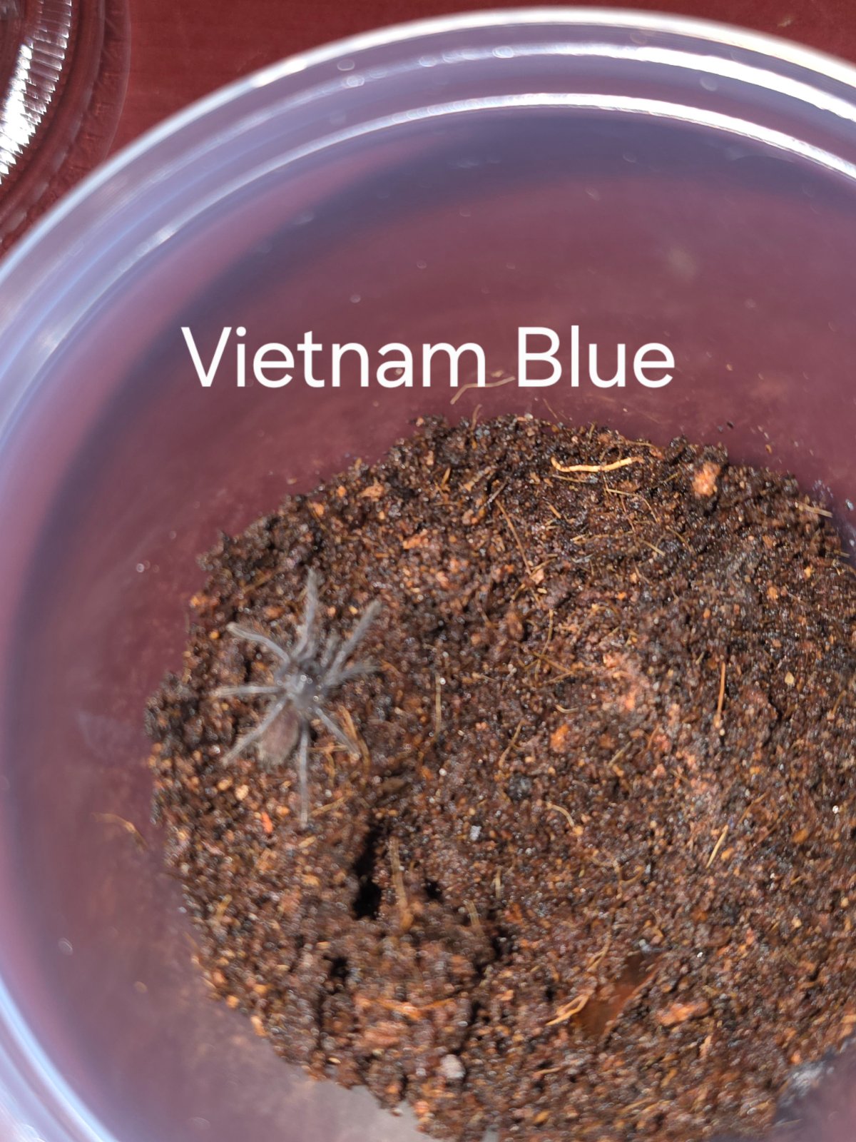 Vietnam Blue Sling — photo 1