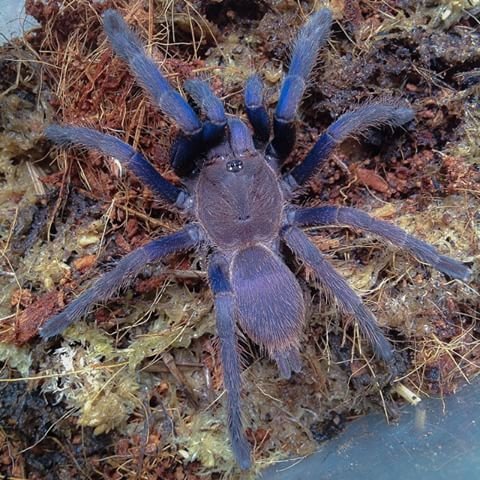 Vietnam Blue Sling — photo 2