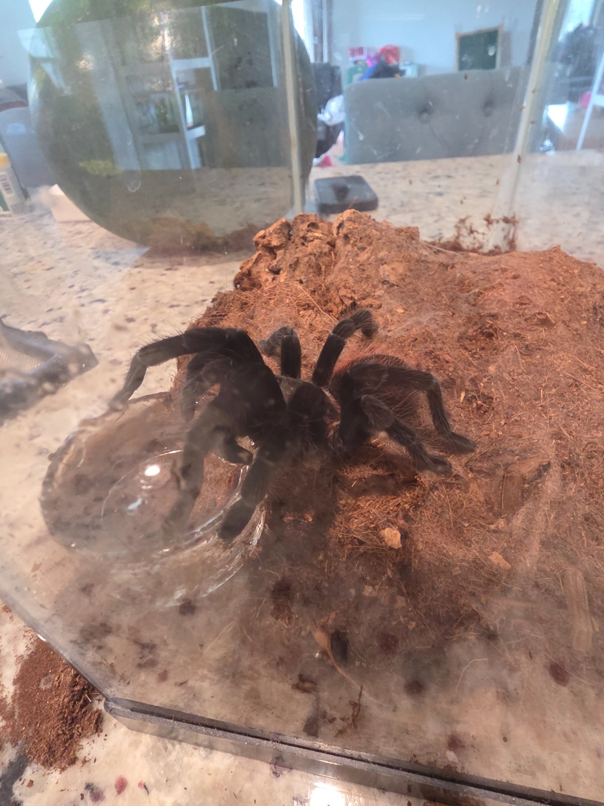 Mexian Red Rump (Adult Unsexed)