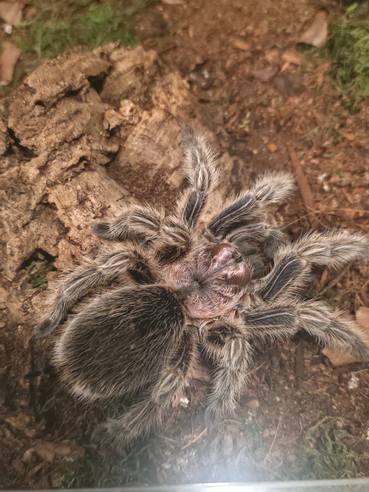 Rose hair (Adult Female)