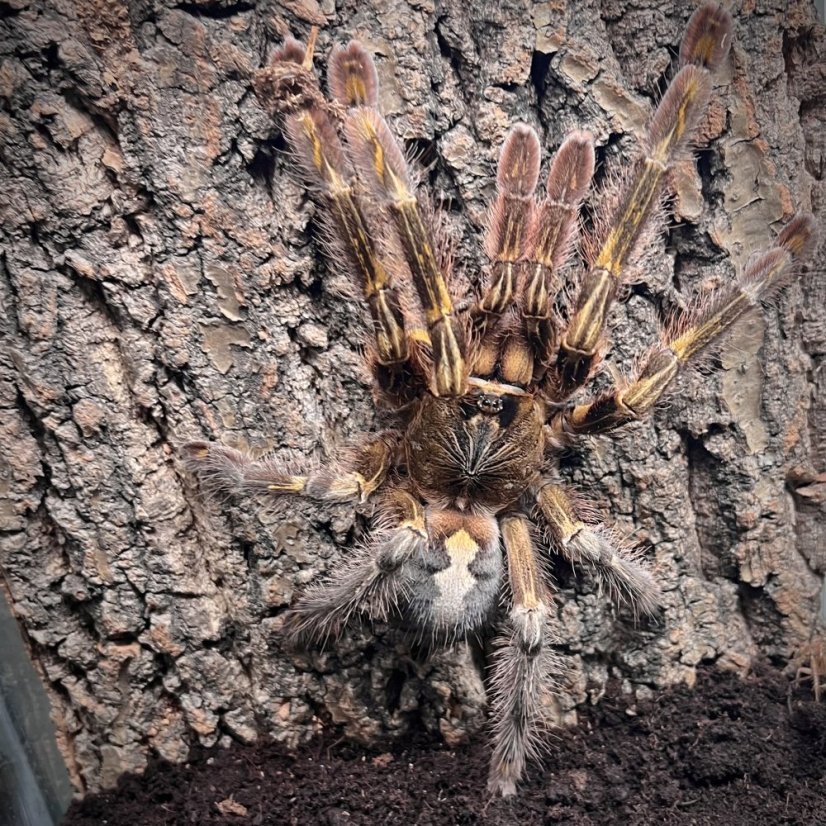 Slate-red Ornamental Tree Spider Peach Earth Tiger Juvenile to Subadult