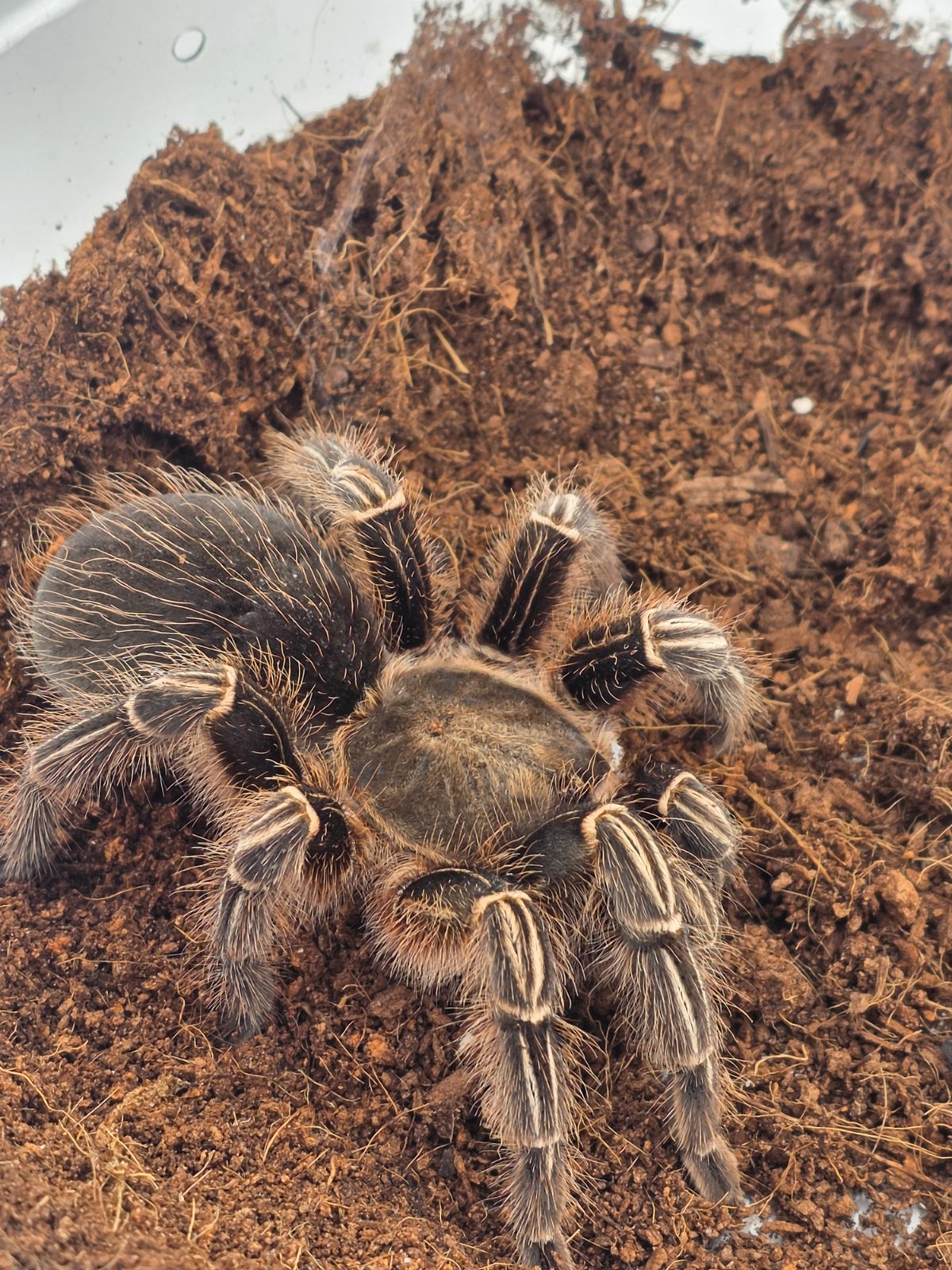 Striped-Knee (Adult unsexed) — photo 1