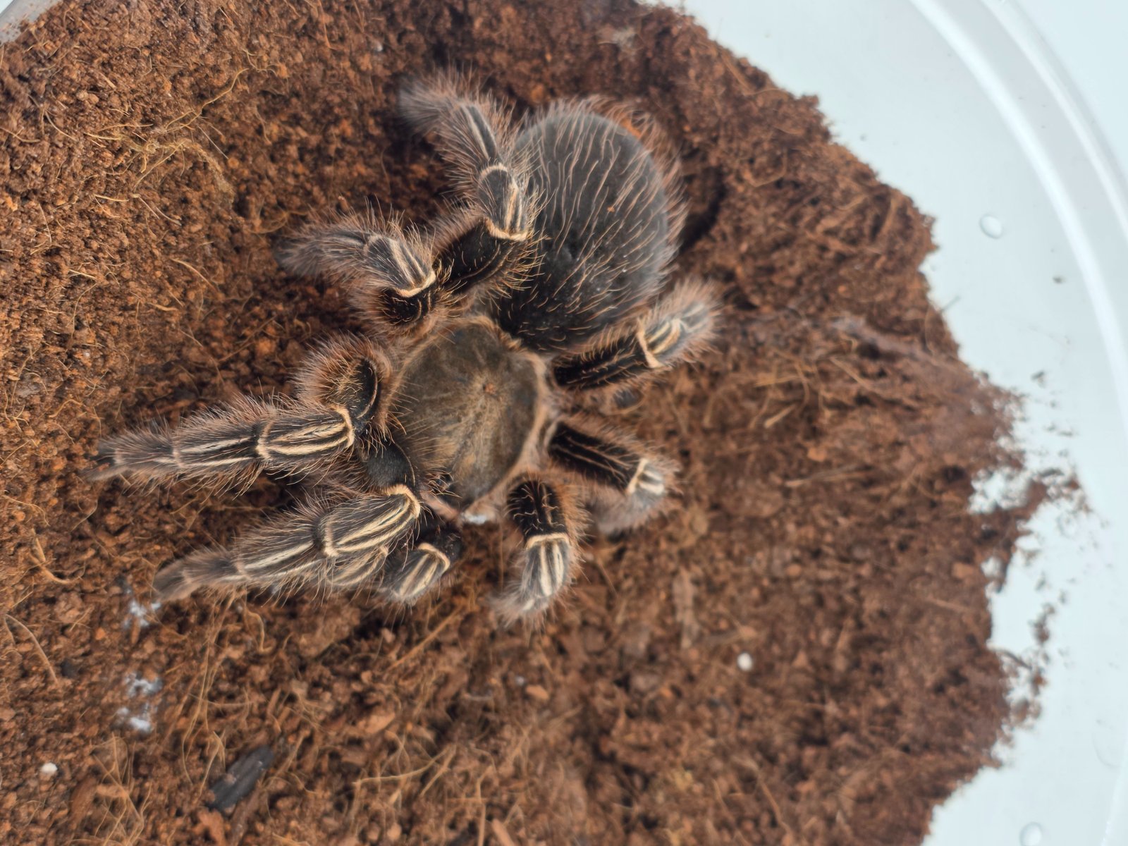 Striped-Knee (Adult unsexed) — photo 2