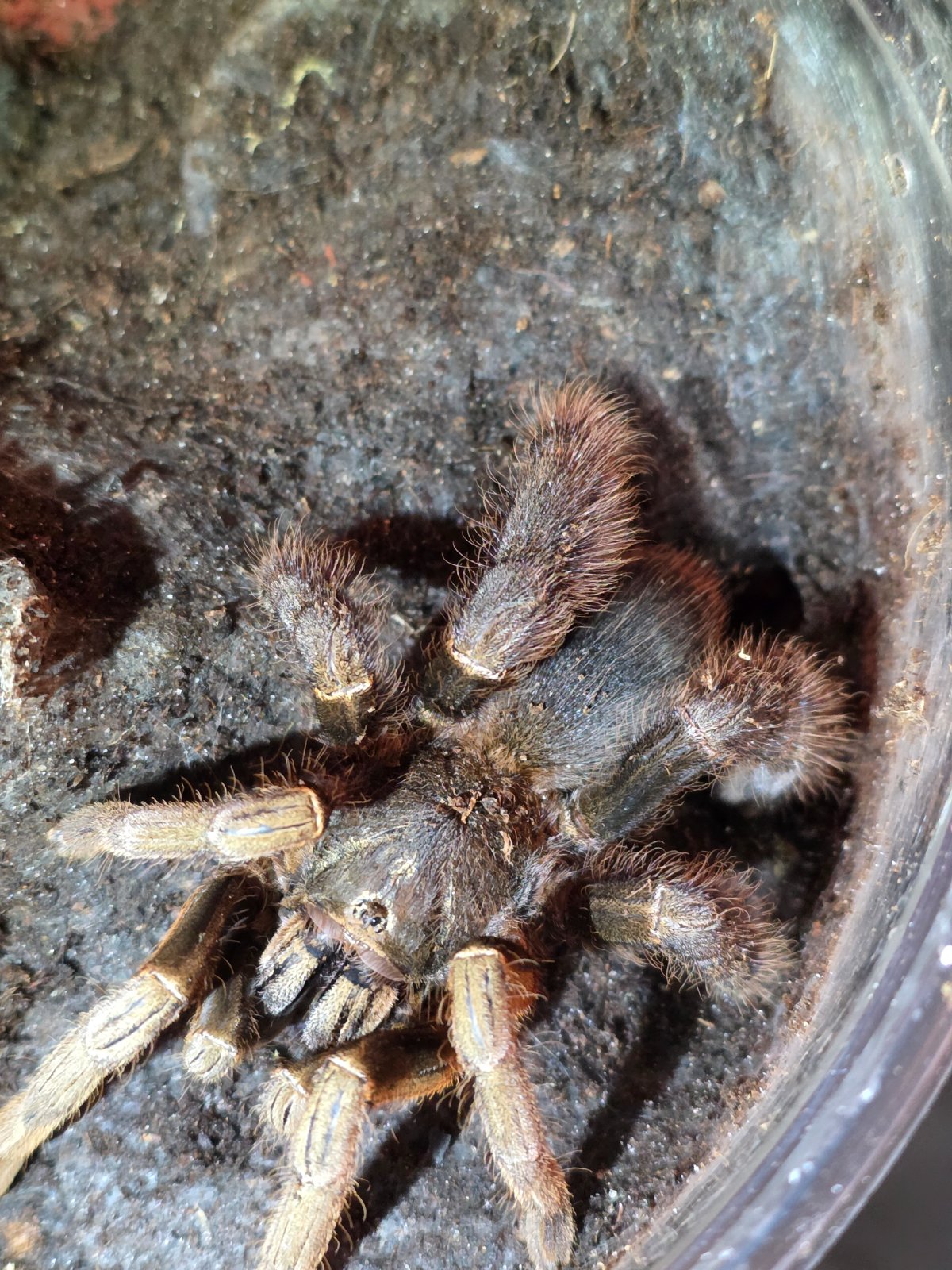 Vietnam Highland Tarantula (Adult Female) — photo 1
