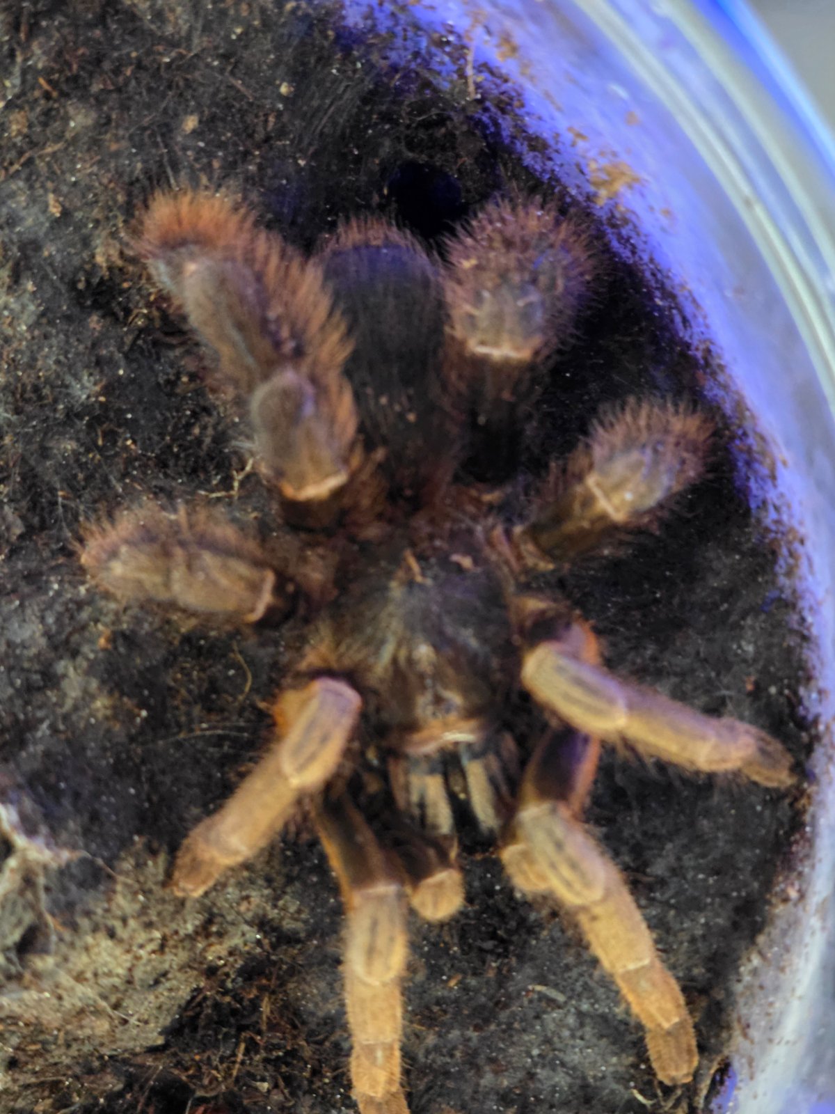 Vietnam Highland Tarantula (Adult Female) — photo 2