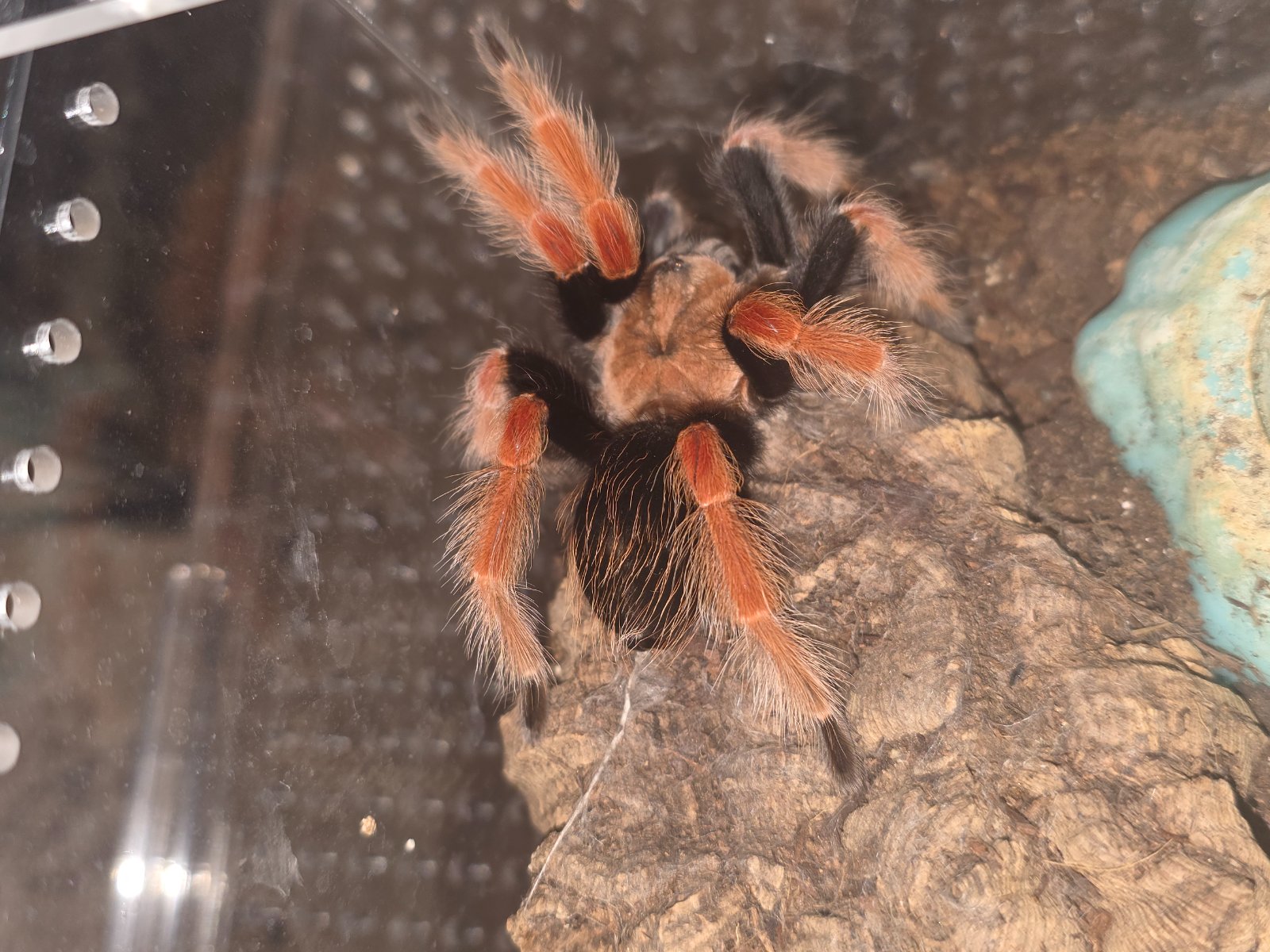Mexican fireleg (Subadult Male)