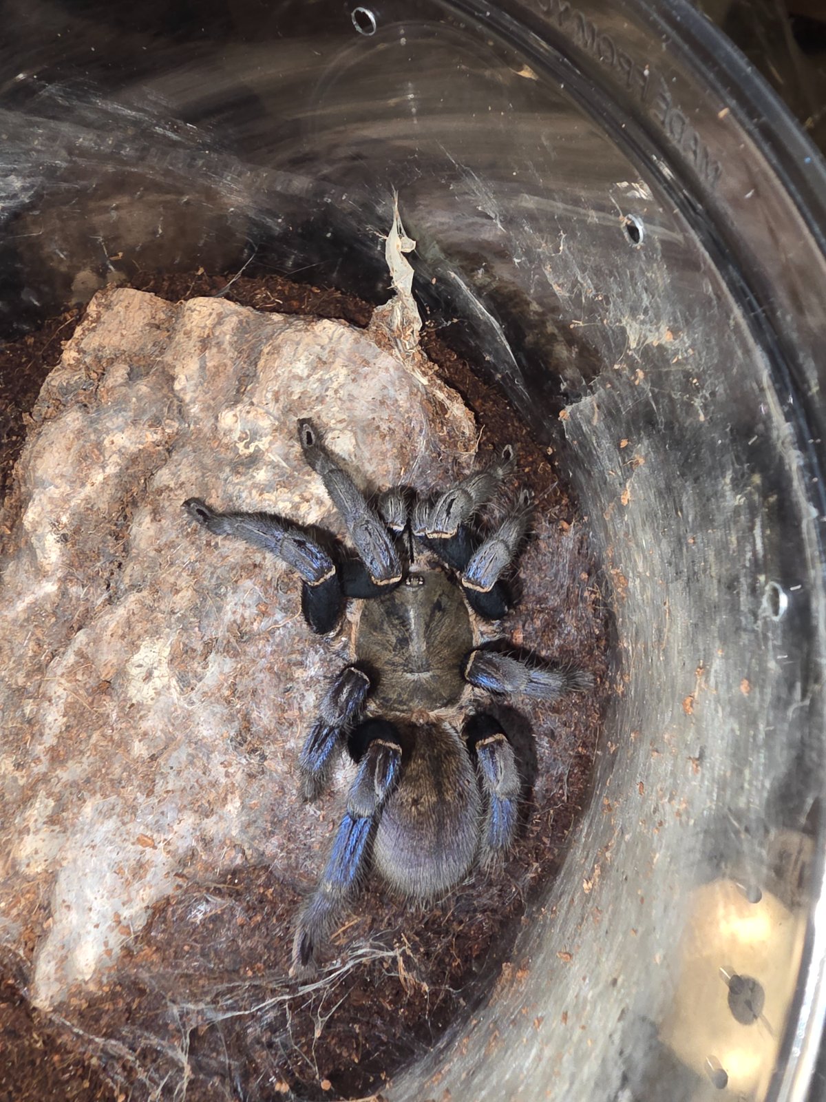 Cobalt Blue (Adult Female) — photo 1