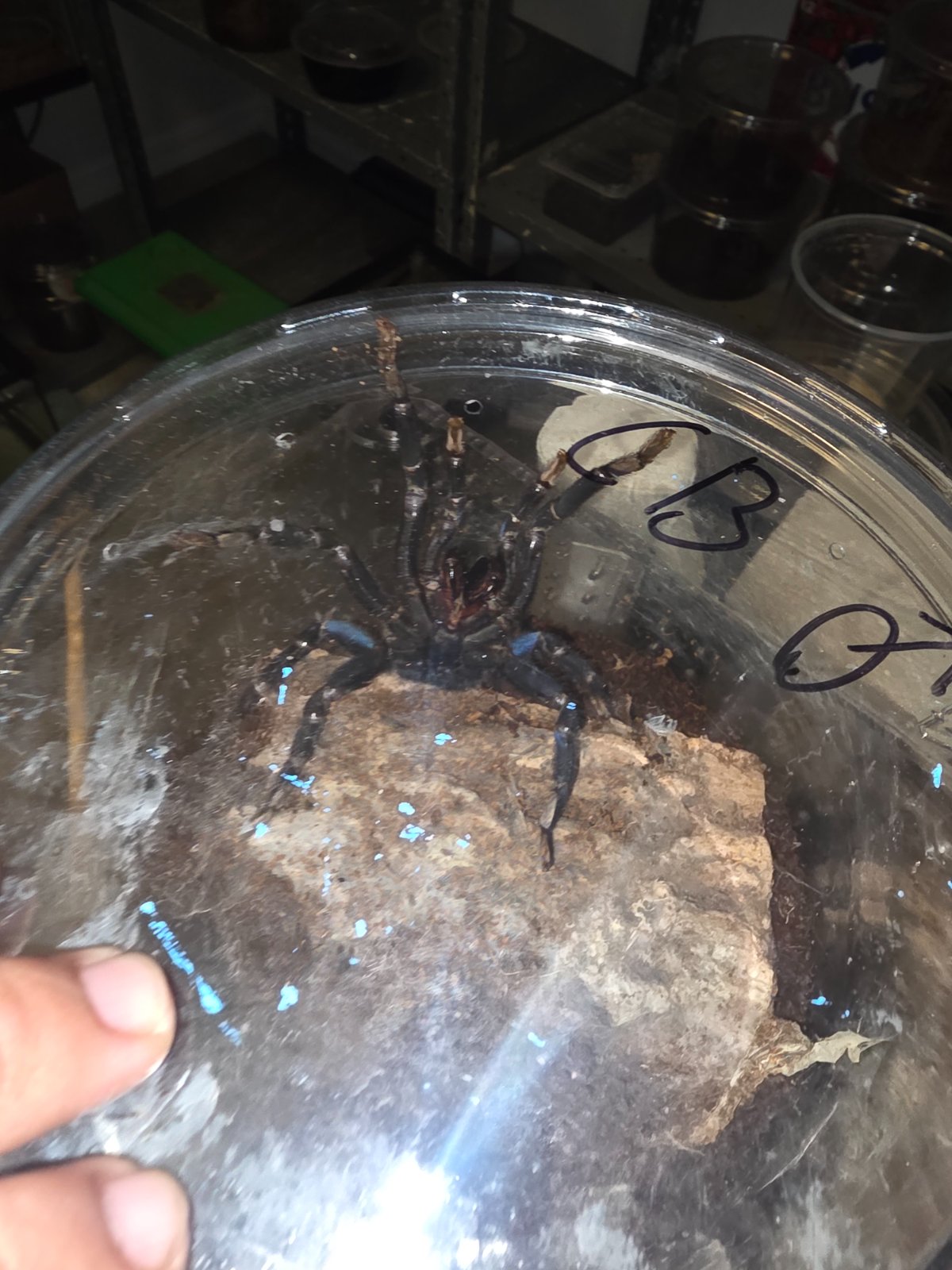 Cobalt Blue (Adult Female) — photo 2