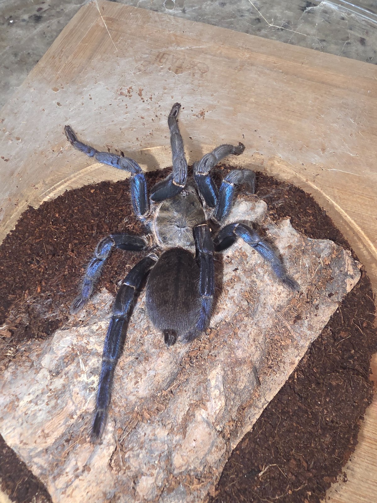 Cobalt Blue (Adult Female) — photo 3