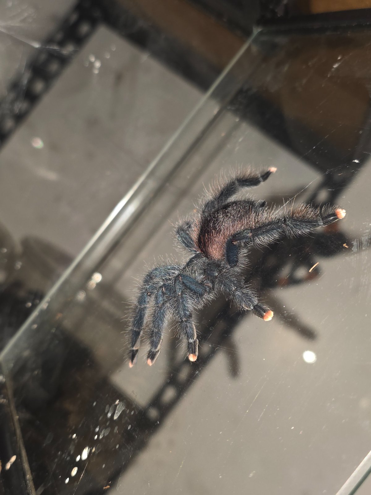 Pink Toe (Unsexed) Juvenile to Subadult