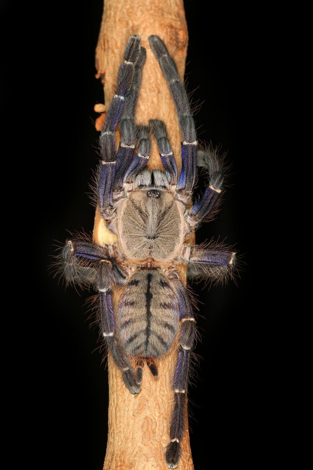 Blue Tree Earth Tiger or Phan cay Blue (Sling) — photo 1