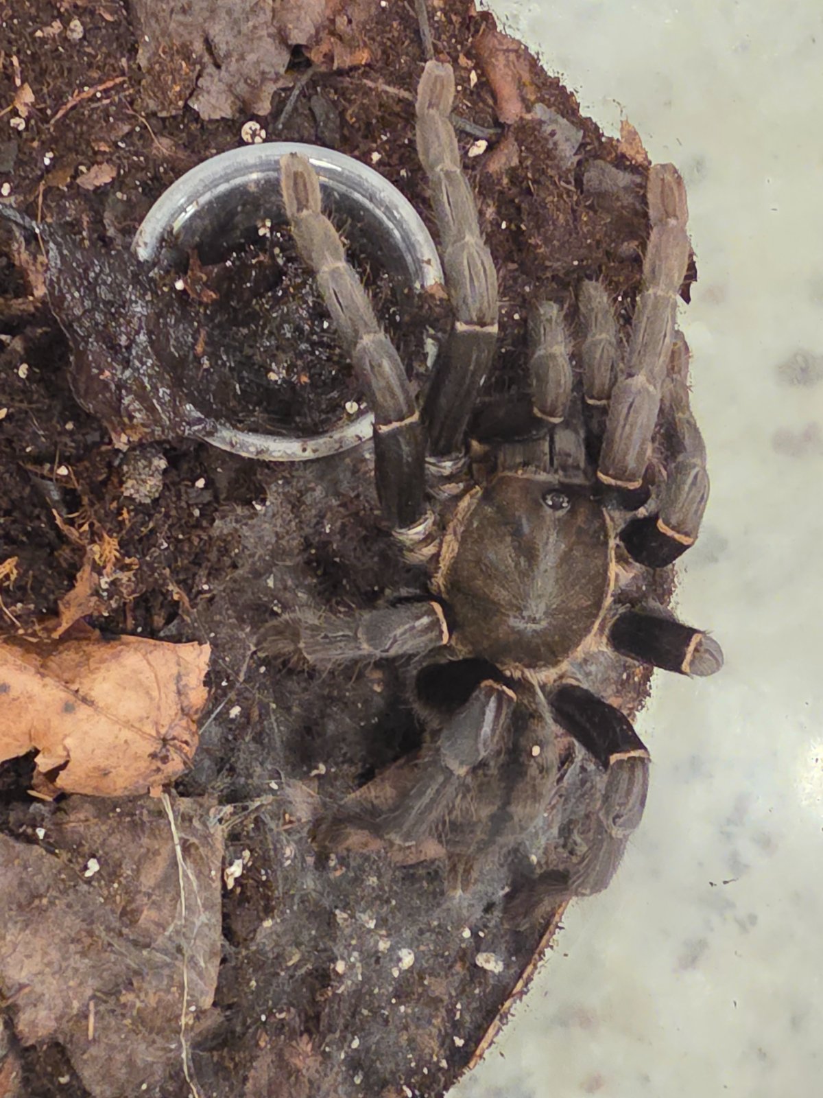 Thai Big Black Tarantula (Adult Female) — photo 1