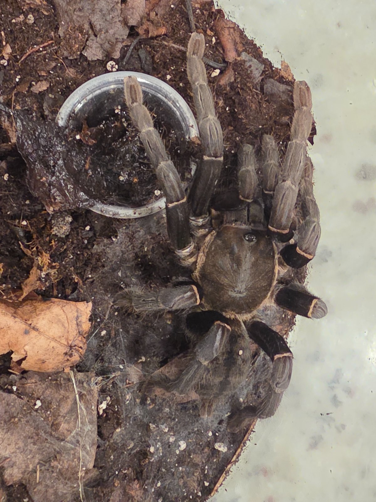 Thai Big Black Tarantula (Adult Female) — photo 2