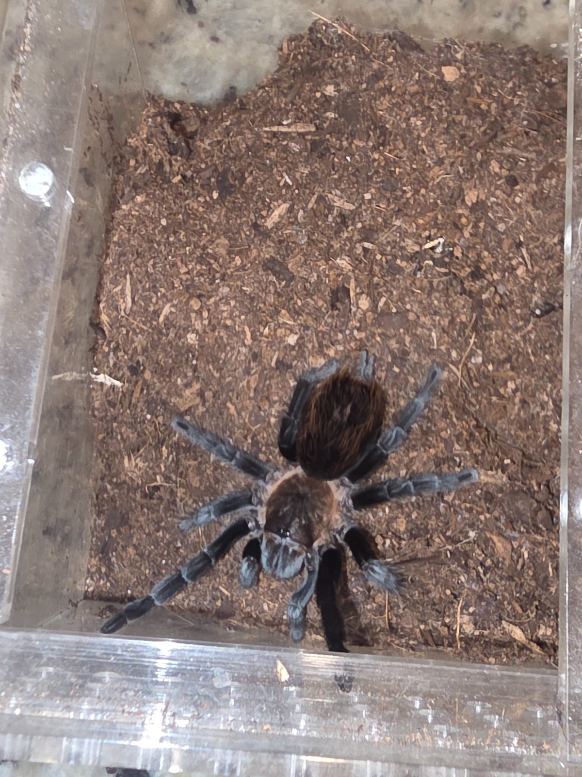 Mexican Red Rump (sub adult)