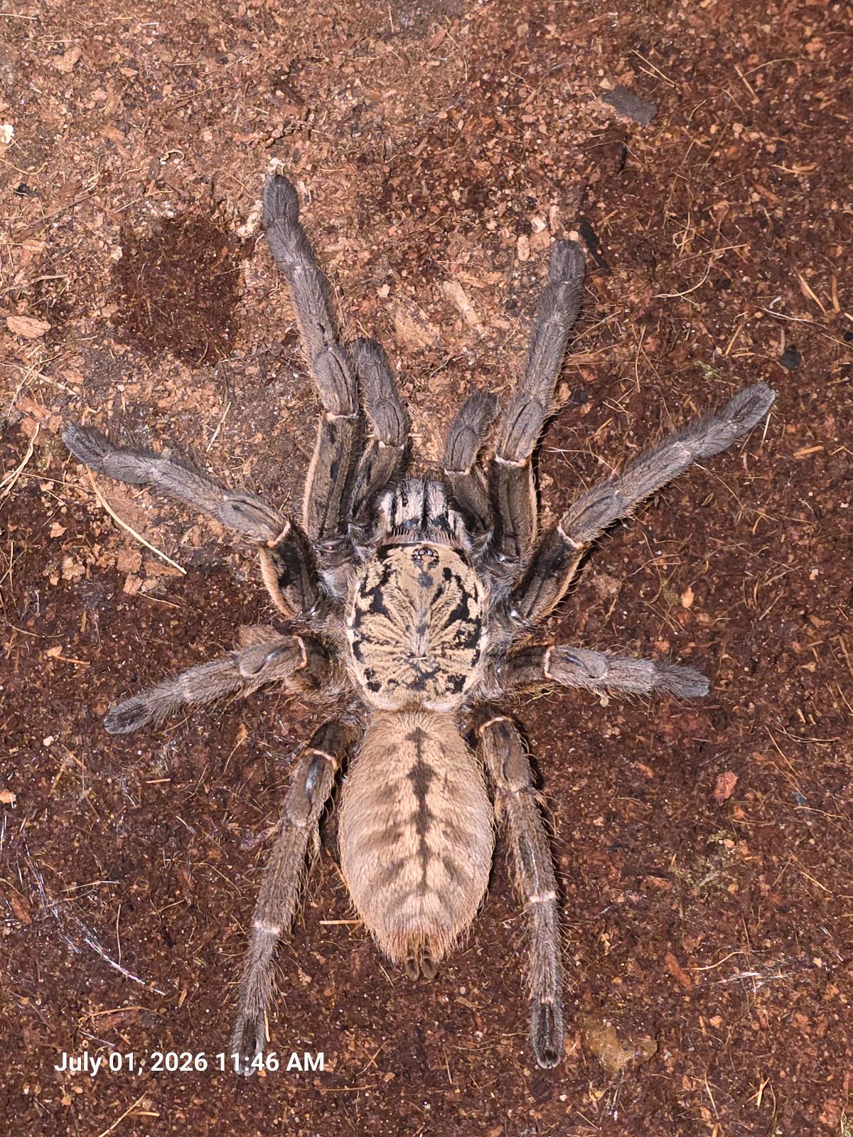 Nhen Dep Tarantula (Adult Female) — photo 1