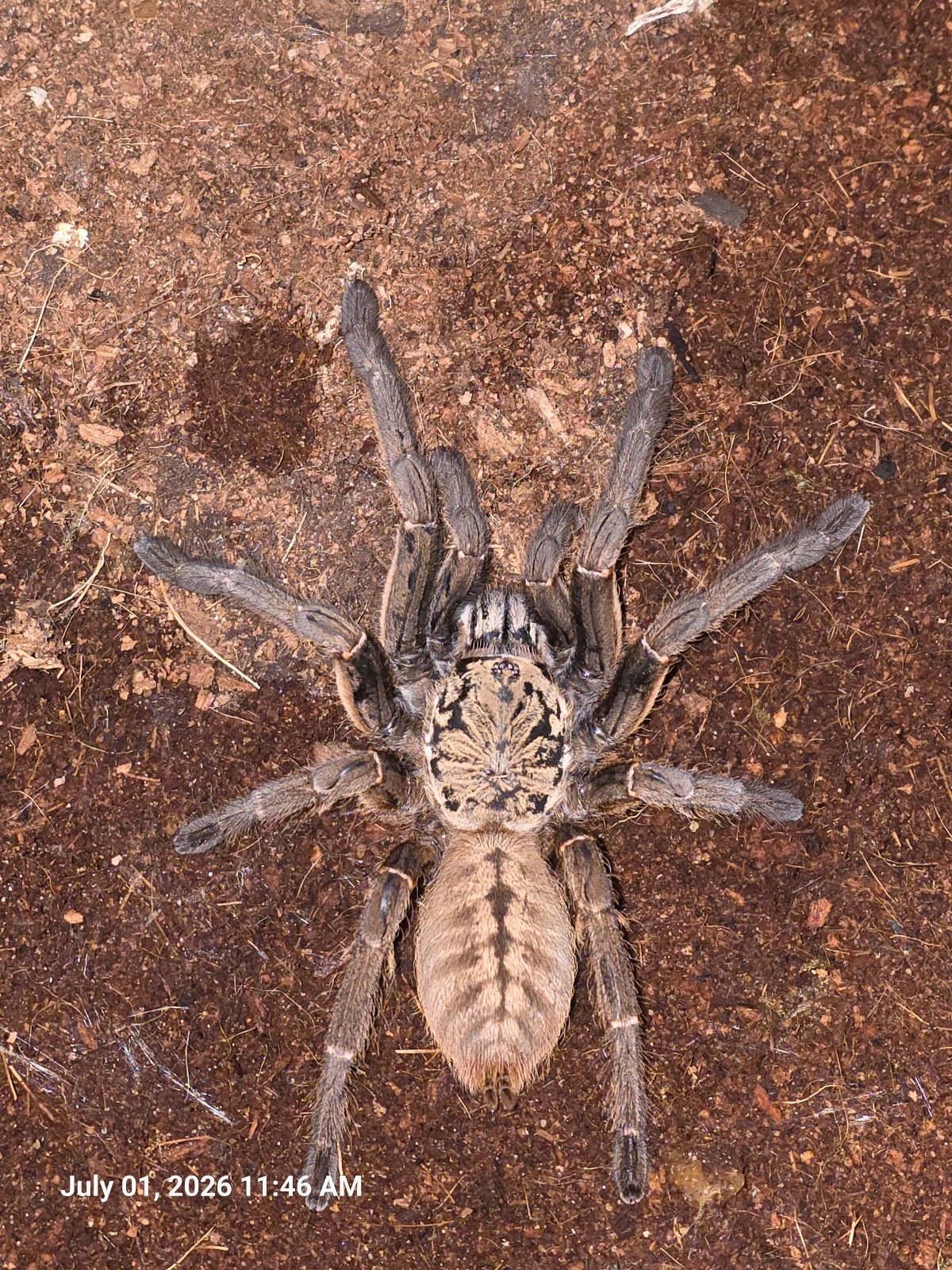 Nhen Dep Tarantula (Adult Female) — photo 2