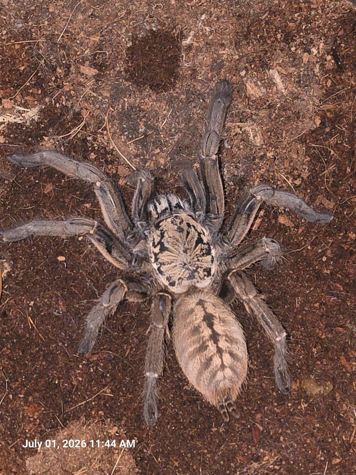 Nhen Dep Tarantula (Adult Female) — photo 3