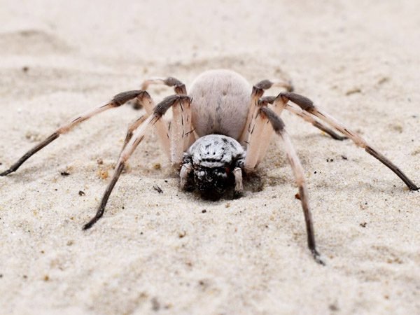 Egyptian White Huntsman Dancing Lady Spider