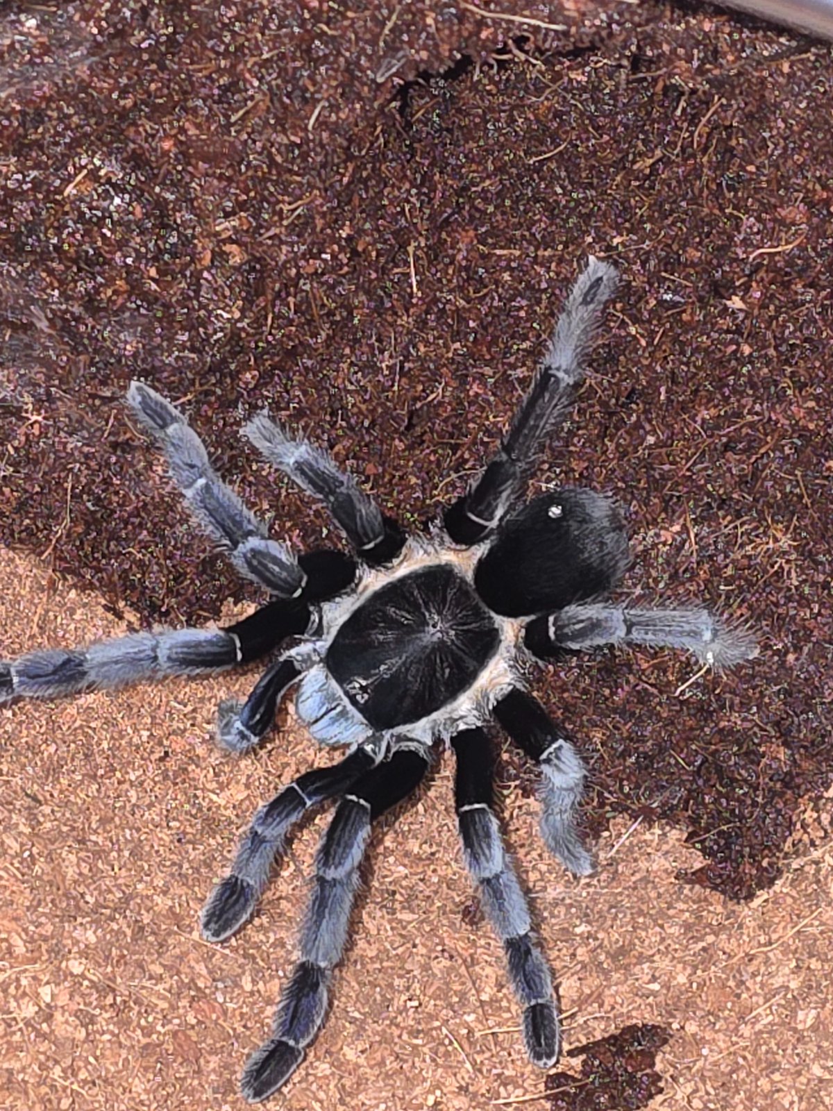 Thai Black or Velvet Earth Tiger (Adult Female) — photo 1