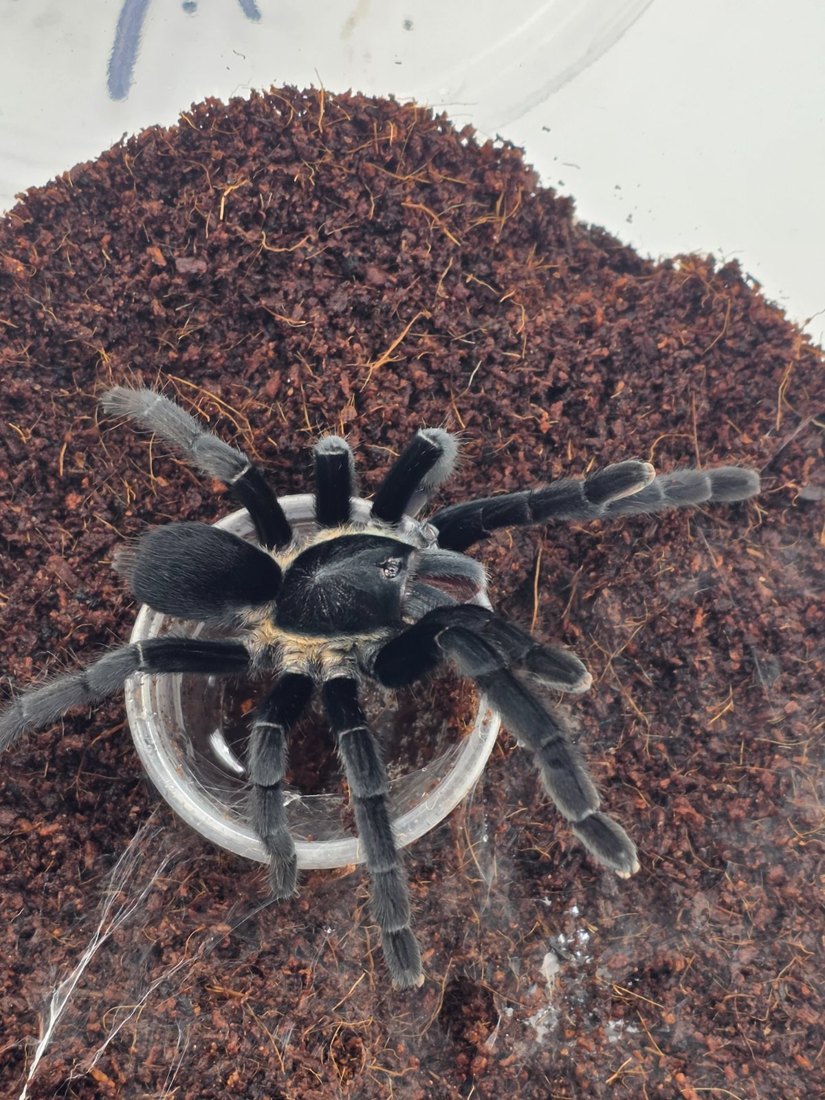 Thai Black or Velvet Earth Tiger (Adult Female) — photo 2