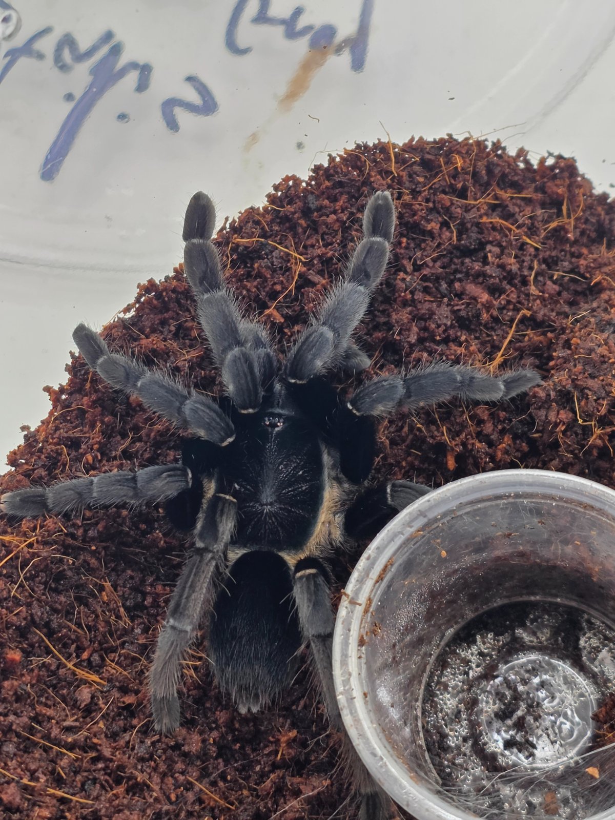 Thai Black or Velvet Earth Tiger (Adult Female) — photo 3