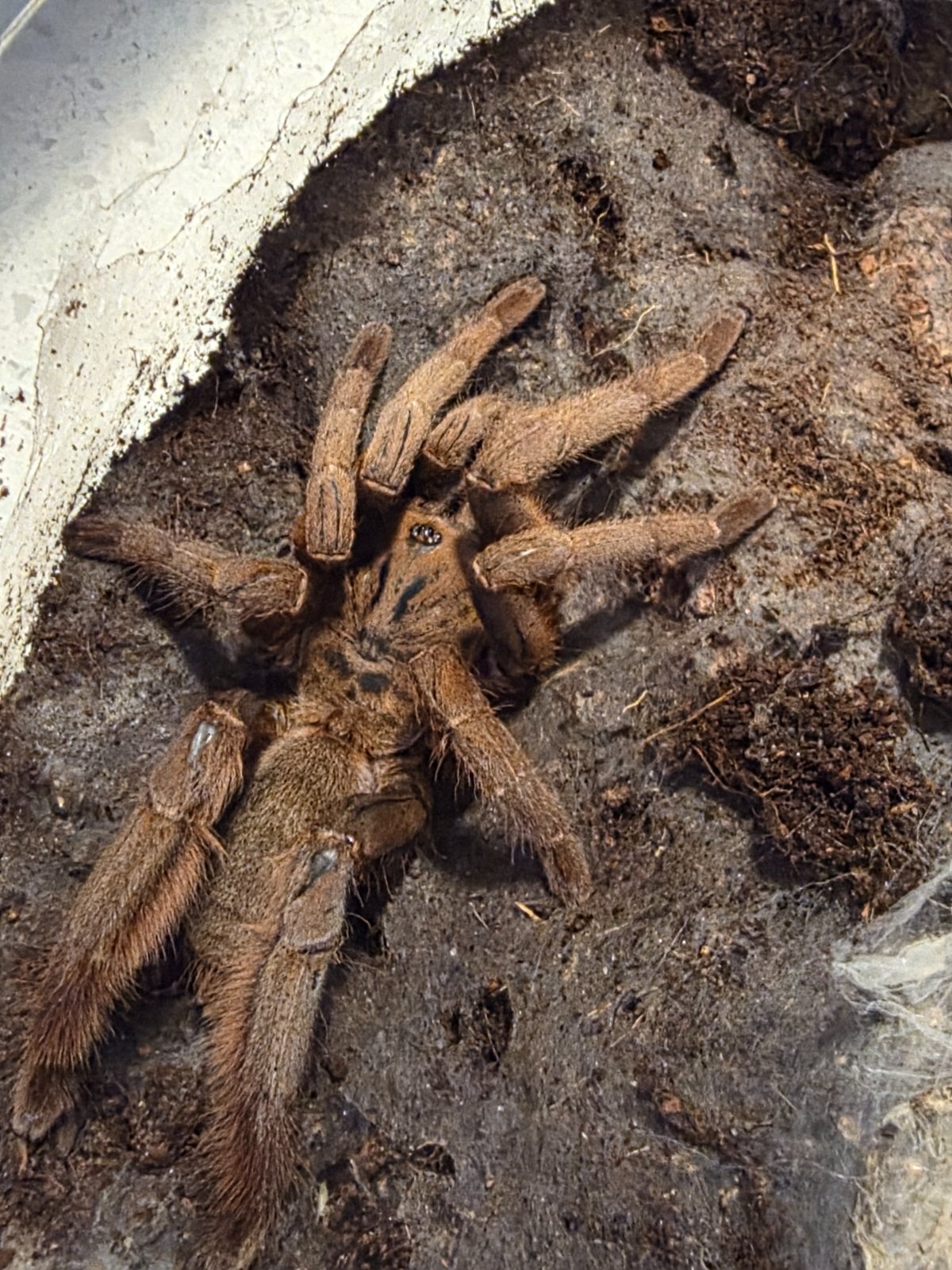 Vendula Earth Tiger (Adult Female) — photo 1