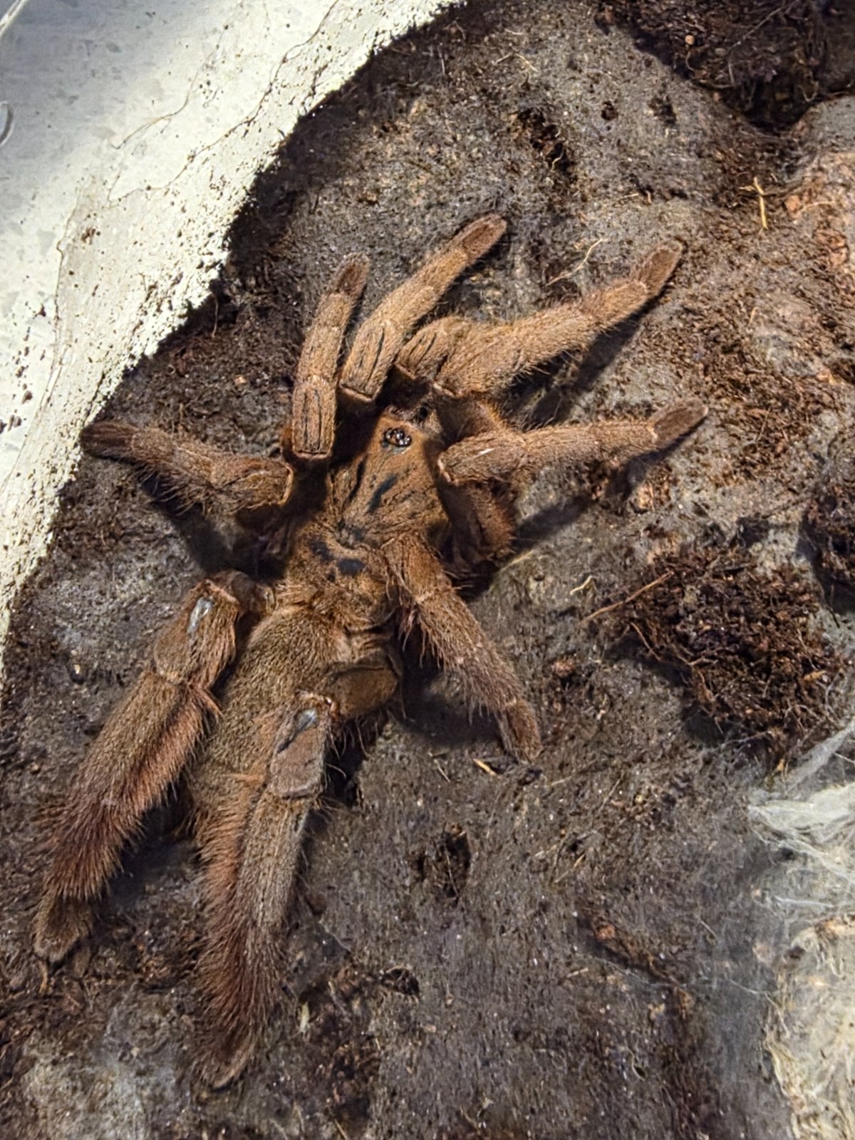 Vendula Earth Tiger (Adult Female) — photo 2