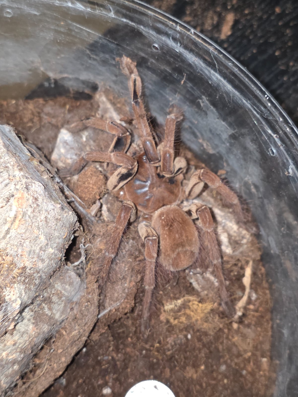 Sub adult Burgundy Birdeater — photo 1